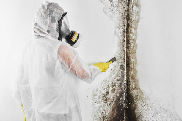 Best Residential Mold Removal  in Chico, WA