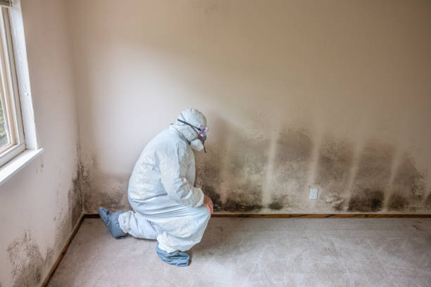 Best Residential Mold Removal  in Chico, WA