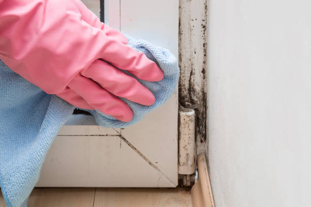 Best Mold Removal Specialists  in Chico, WA