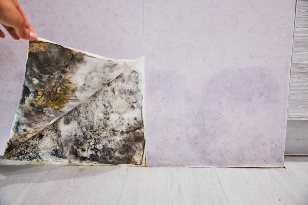 Best Affordable Mold Removal  in Chico, WA